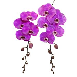 Lan Hồ Điệp HD83