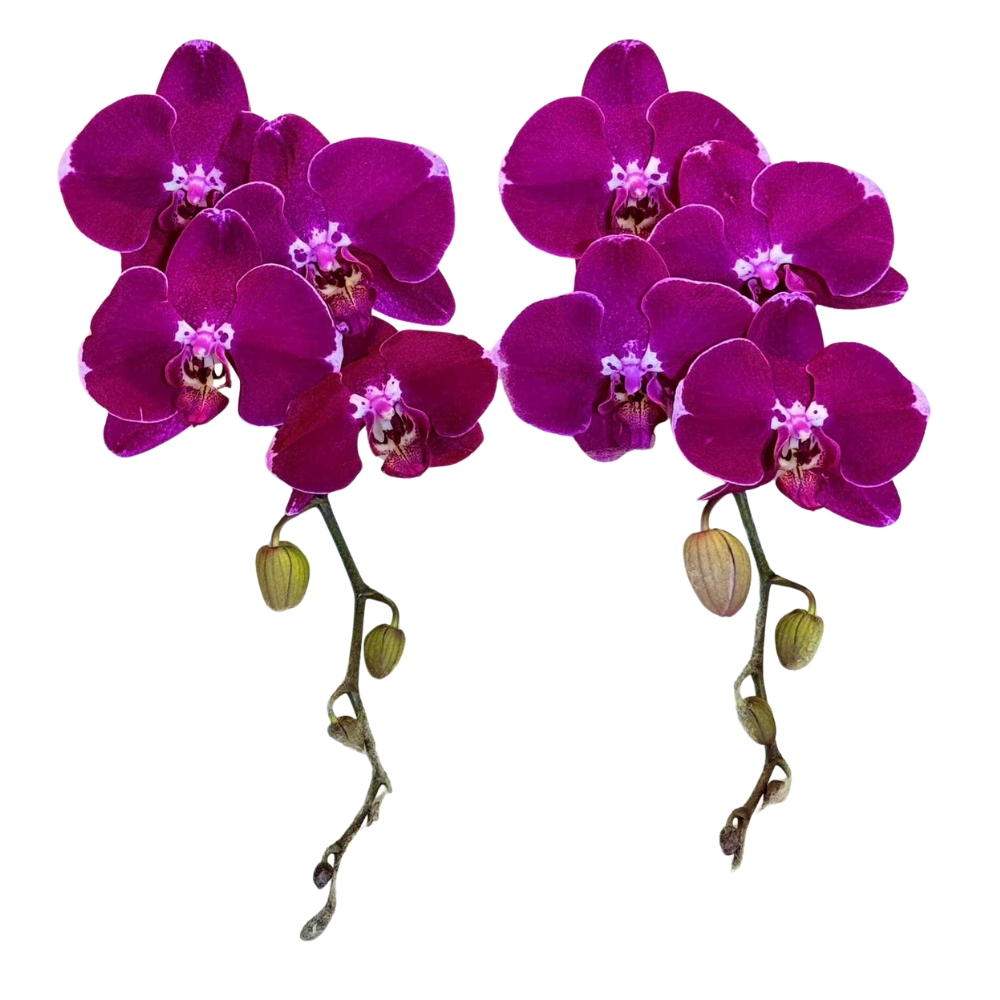 Lan Hồ Điệp HD56