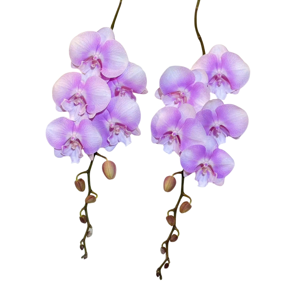 Lan Hồ Điệp HD19