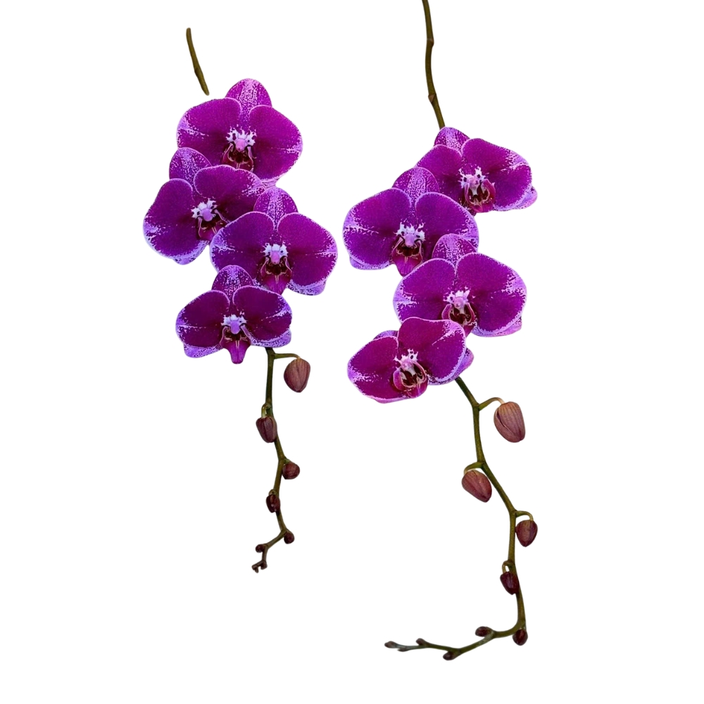 Lan Hồ Điệp HD62