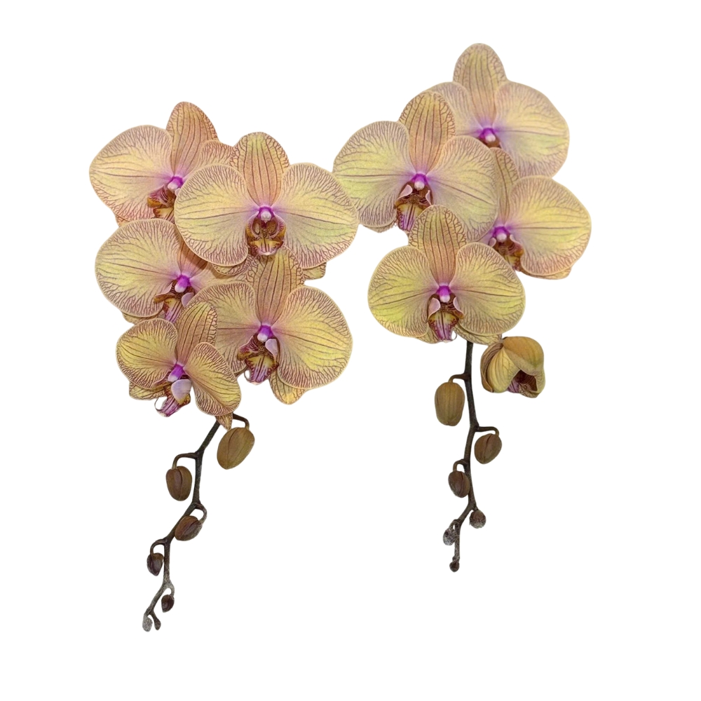 Lan Hồ Điệp HD75